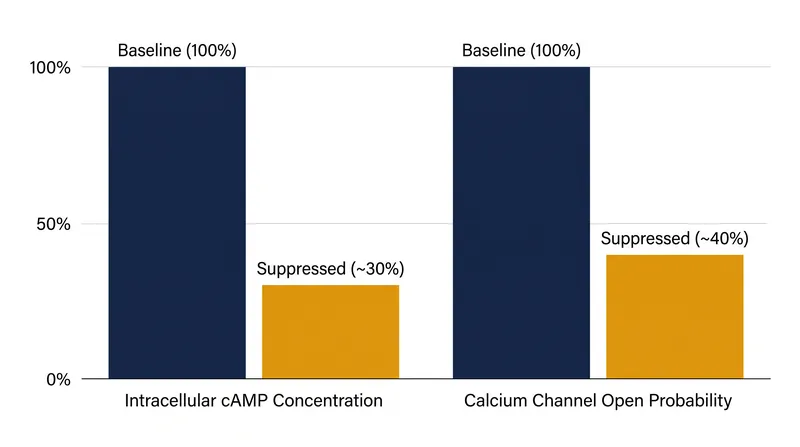 Receptor activation immediately crashes both cAMP production and calcium influx.