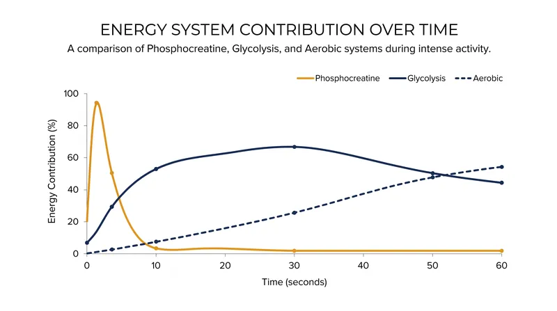The phosphocreatine system dominates the first 10 seconds of exertion before glycolysis takes over.