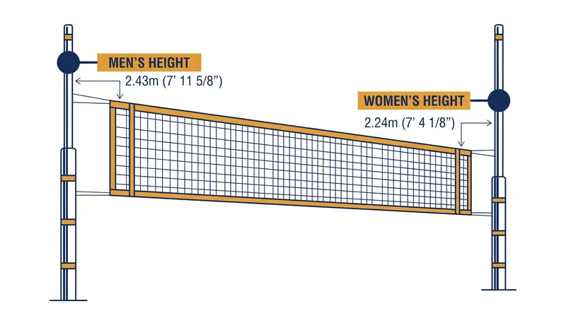 The 19-centimeter difference between the men's and women's standard net heights shapes the tactical geometry of the sport.