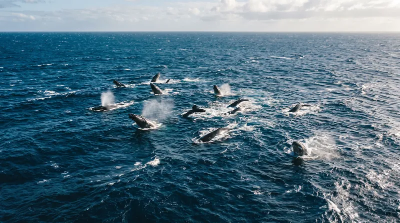 A wide aerial view of the deep blue open ocean with a pod of whales breaking the surface.