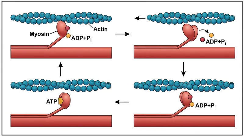 The cross-bridge cycle converts the chemical energy of ATP into the mechanical movement of the actin filament.