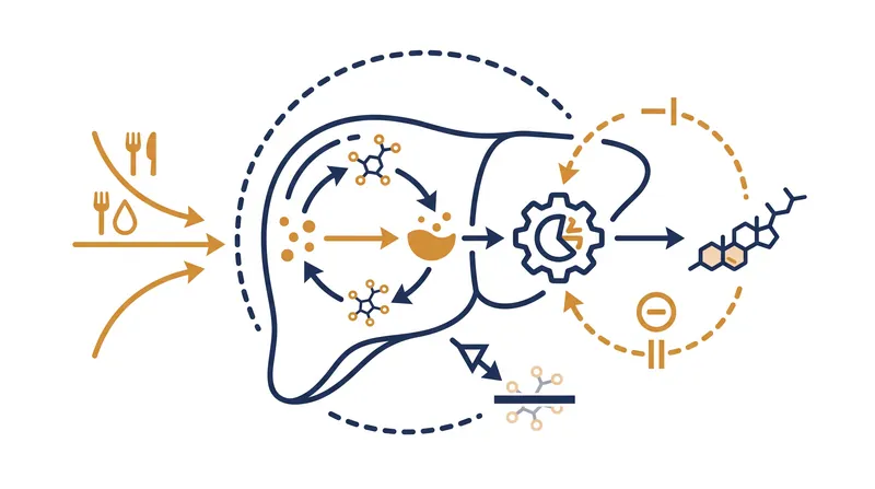 The liver uses the HMG-CoA reductase enzyme to scale back its own cholesterol production after a meal.