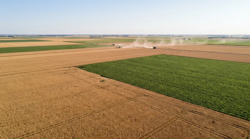 Aerial view of a large, healthy commercial crop field ready for harvest under clear skies.
