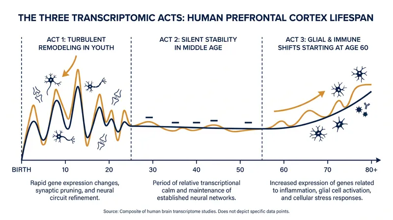 Gene expression in the prefrontal cortex shifts dramatically across three distinct stages of the human lifespan.