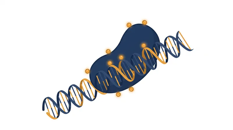 Unlike traditional CRISPR which cuts the DNA double helix, the Cas12m editor attaches methyl groups to silence the viral genes.