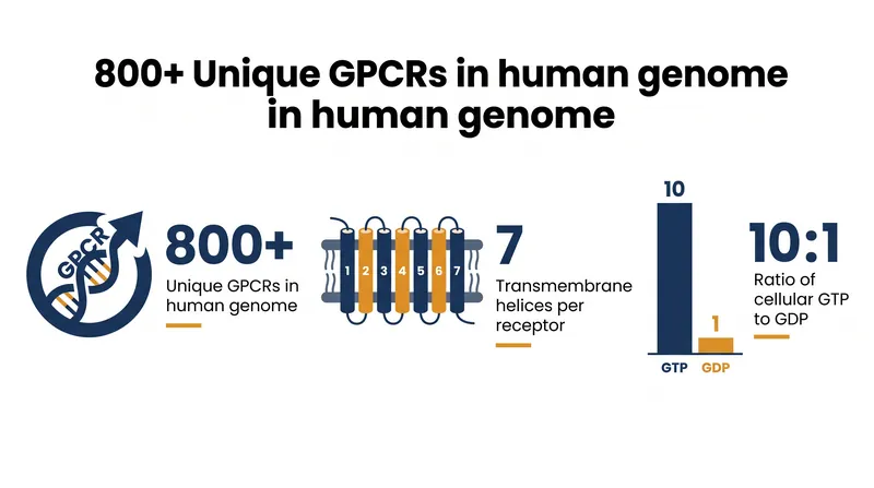 The scale and thermodynamics of the G-protein signaling system.