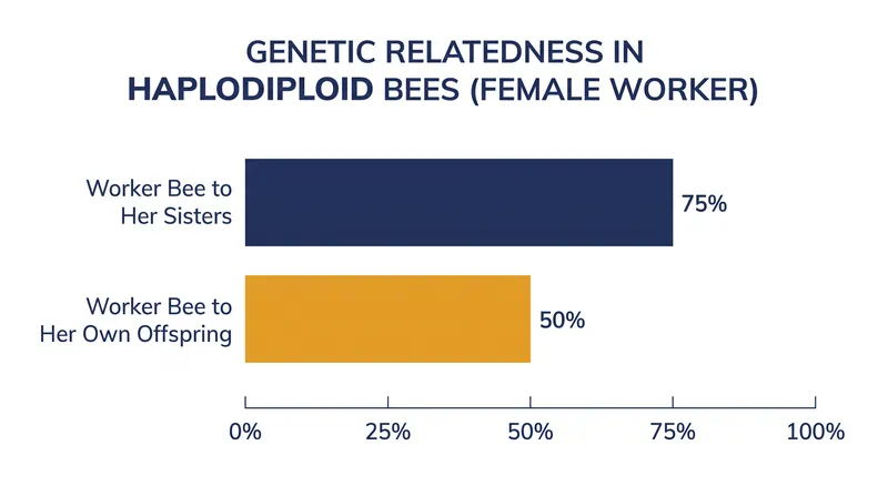Due to haplodiploidy, female worker bees share more genes with their sisters than they would with their own offspring, mathematically incentivizing sterile cooperation.