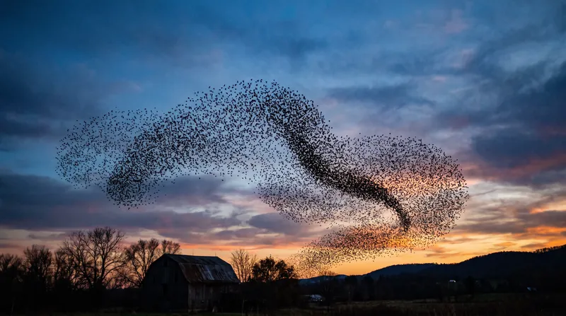 Like a flock of birds, human crowds operate on localized rules rather than top-down coordination.
