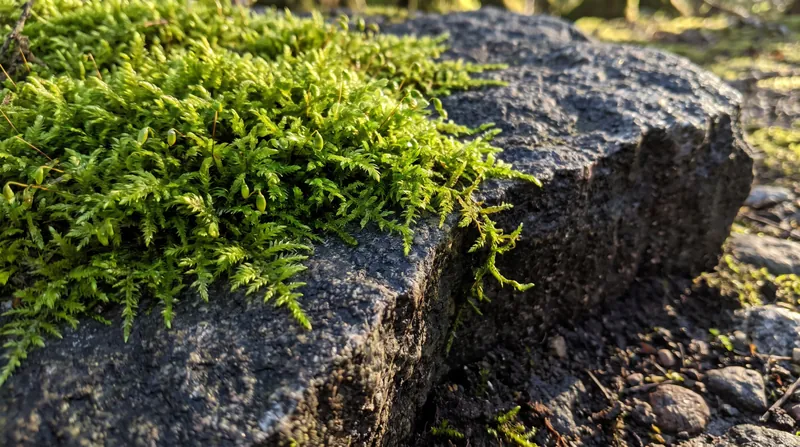 Close-up view of a green moss colony expanding across a textured stone surface until it reaches an edge.