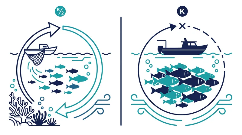 Fisheries aim to maintain populations at K/2, the point where the biological growth rate is at its absolute maximum.