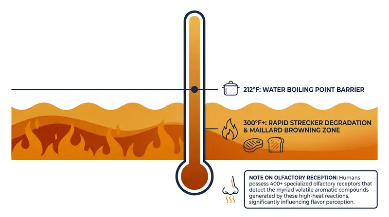 Temperature thresholds dictate when amino acids break down into volatile aromas.