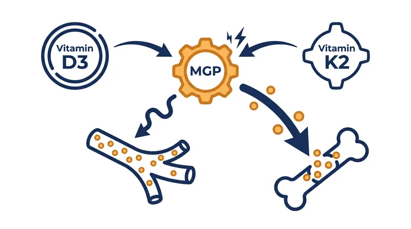 Vitamin D3 supports the production of matrix Gla protein, while vitamin K2 activates it to regulate calcium buildup.