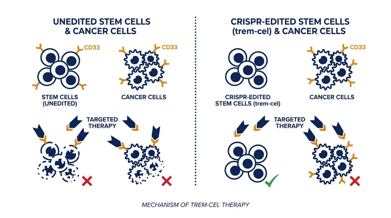 By deleting the CD33 protein, the edited stem cells become invisible to targeted leukemia therapies.