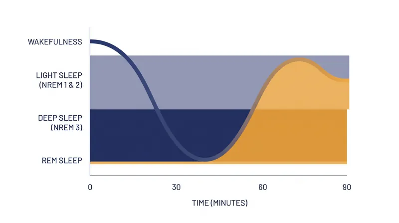 The brain cycles through light, deep, and REM sleep in approximately 90-minute intervals.
