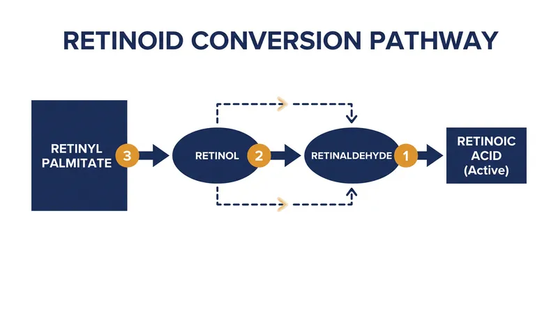 The metabolic pathway: each enzymatic conversion step required to reach retinoic acid significantly reduces the molecule's final potency.