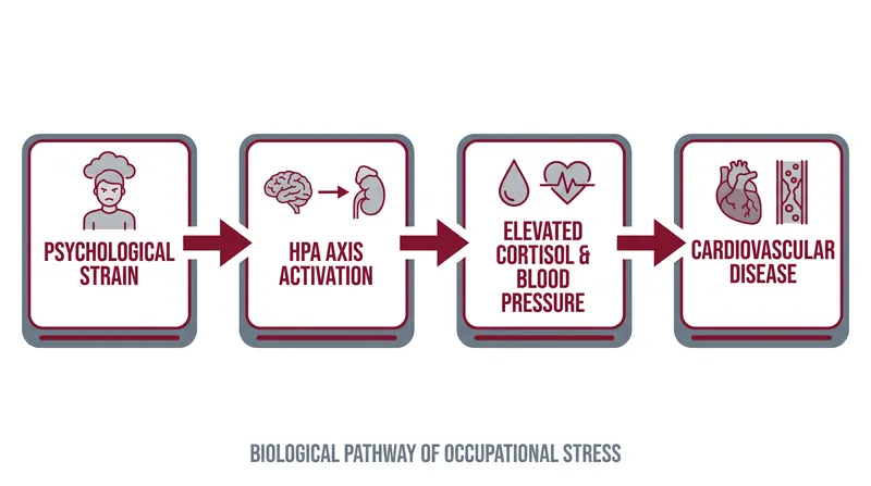 How psychological frustration translates into autonomic dysregulation and arterial damage.
