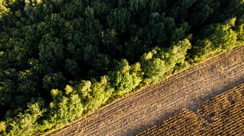 Aerial view showing a sharp boundary between a bright green agricultural field and a dense, dark forest canopy.