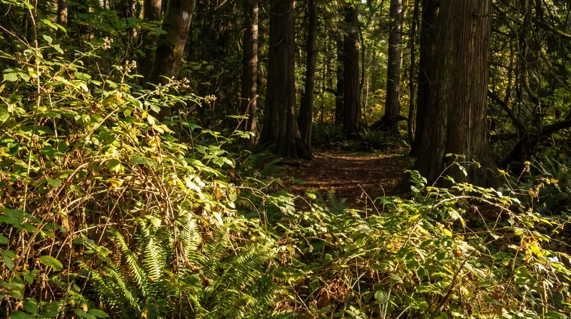 Increased sunlight at the forest edge allows opportunistic and invasive plant species to outcompete shade-tolerant native flora.
