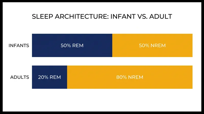 Infants spend vastly more time in REM sleep to fuel the rapid development of neural pathways.