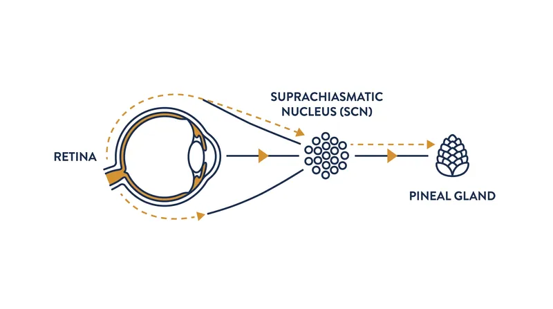 The biological pathway of melatonin synthesis and SCN signaling.