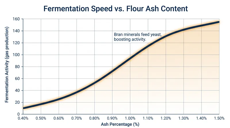 Higher ash flours contain more magnesium and zinc, which act as catalysts for yeast and lactic acid bacteria.