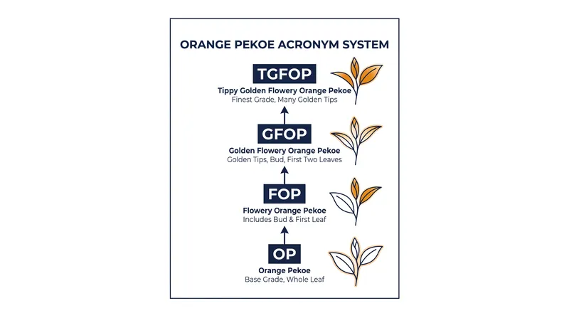 The Orange Pekoe hierarchy uses acronyms to indicate the ratio of highly prized terminal buds.