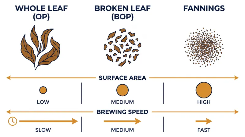 Broken leaves and fannings expose more surface area to water, resulting in a significantly faster extraction.