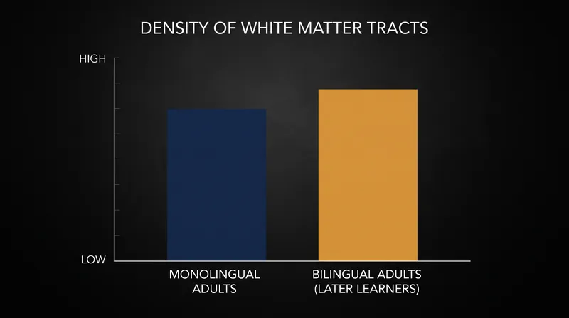 Intensive language study can still increase the density of white matter tracts in the adult brain.