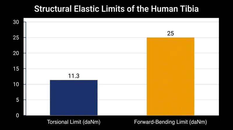 Biomechanical data dictates that the tibia can withstand significantly more force in forward bending than in slow torsion.