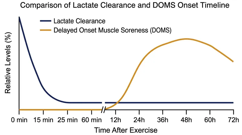 The temporal mismatch proves lactate is cleared from the bloodstream long before delayed soreness begins.