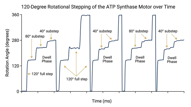 The central stalk rotates in discrete 120-degree steps, which are further divided into 80-degree and 40-degree mechanical substeps.