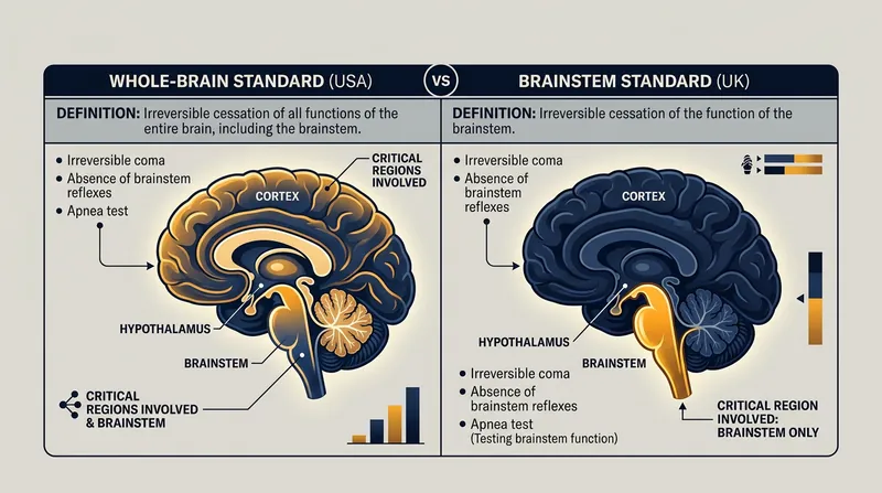 The US standard requires the cessation of all brain functions, while the UK standard focuses exclusively on the brainstem.