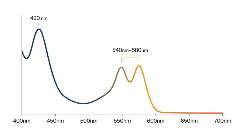 Hemoglobin strongly absorbs blue and yellow wavelengths, reflecting red and orange light back to the camera.