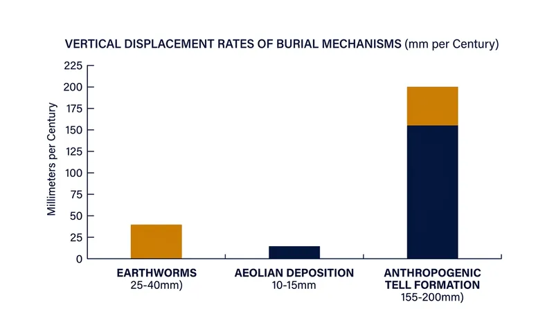 Human rebuilding drives the fastest vertical accumulation, but biological churning provides a constant baseline of subsidence.