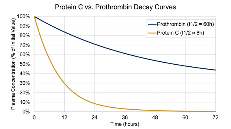 The 6-to-1 thrombotic gap: Protein C degrades rapidly, leaving long-lasting prothrombin unchecked at the 24-hour mark.