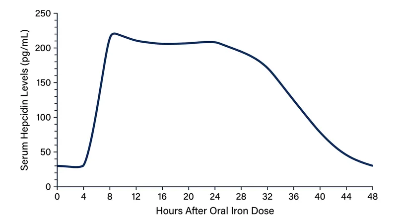 Hepcidin levels peak eight hours after an iron dose and remain elevated for a full day, blocking subsequent absorption.