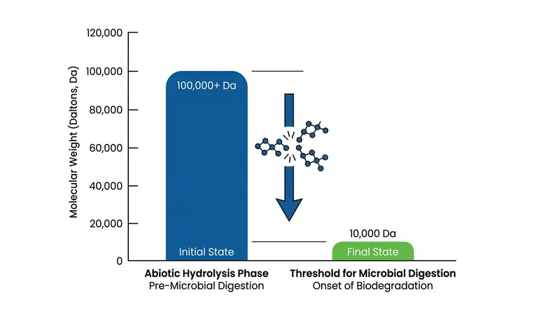 Abiotic hydrolysis must fracture the polymer chains before microbes can consume the material.