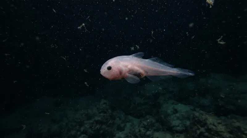 A translucent, pale hadal snailfish swimming slowly above the dark, barren sediment of a deep ocean trench.