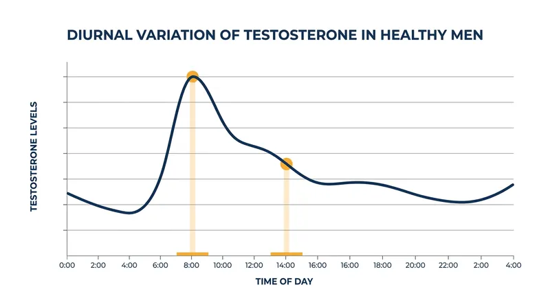 Testosterone levels follow a strict daily rhythm, peaking in the early morning and declining significantly by the afternoon.