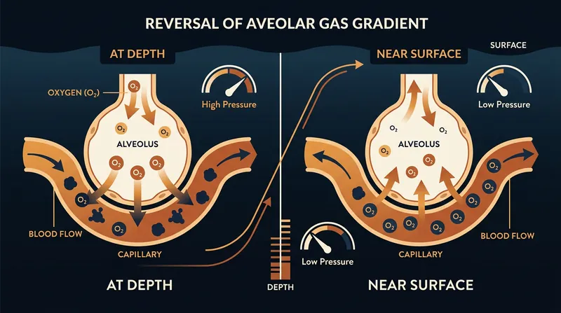 When alveolar pressure drops below venous pressure, the lungs actively pull oxygen out of the blood.