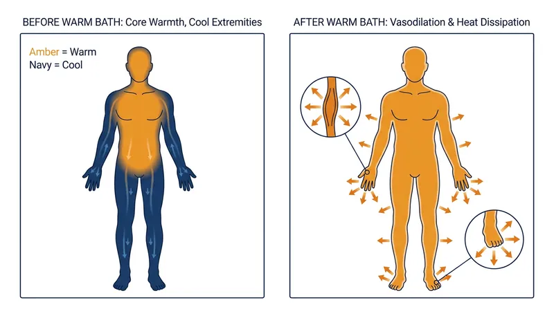 Passive body heating triggers peripheral vasodilation, turning the hands and feet into efficient radiators.