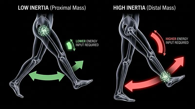 The leg acts as a lever pivoting at the hip, making mass added to the distal end exponentially harder to swing.