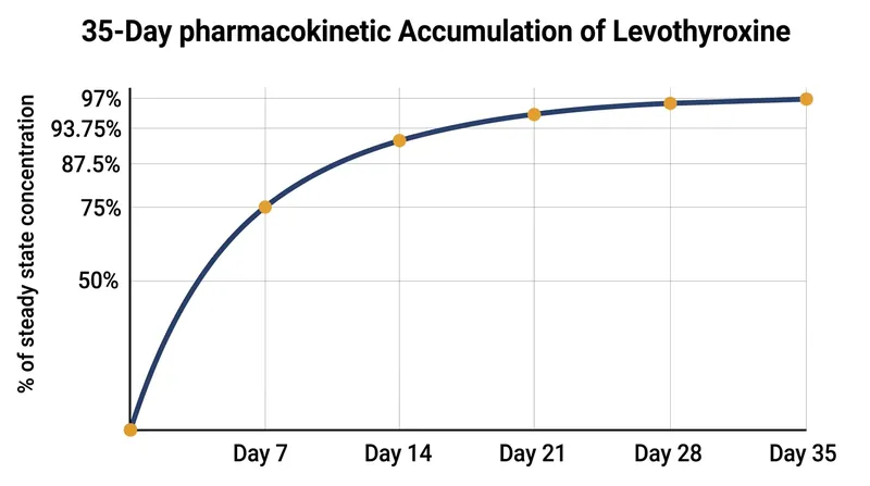 It takes exactly five half-lives—or 35 days—for a new dose of levothyroxine to reach 97 percent of its final steady state.