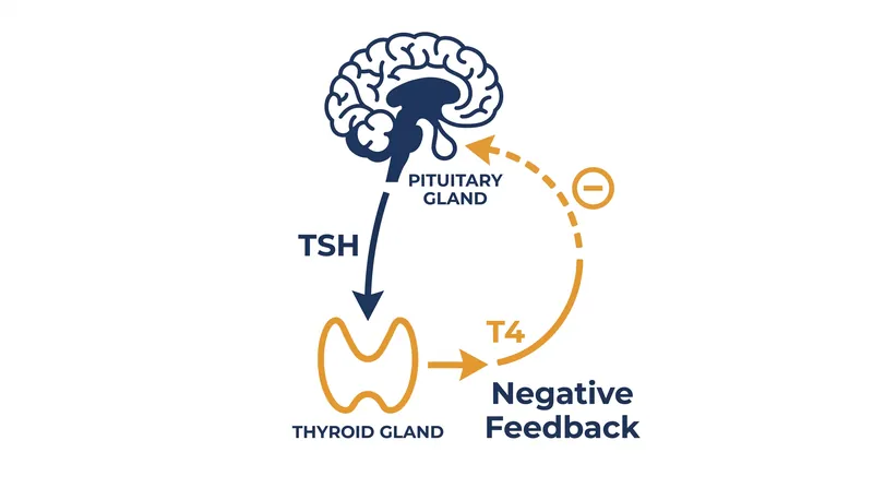 The pituitary gland constantly monitors circulating thyroid hormone, adjusting its TSH output through a sensitive negative feedback loop.