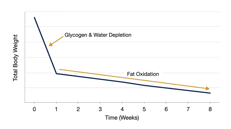 The rapid initial weight loss phase exhausts itself once glycogen stores are depleted.