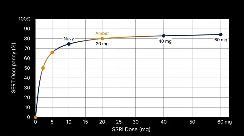Serotonin transporter occupancy follows a hyperbolic curve, with the vast majority of receptor saturation occurring in the first few milligrams.
