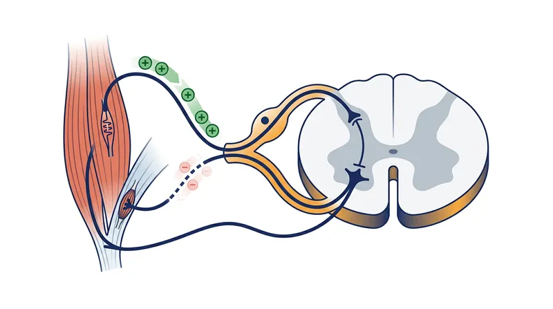 Fatigue silences the inhibitory Golgi tendon organ, leaving the alpha motor neuron hyperactive.