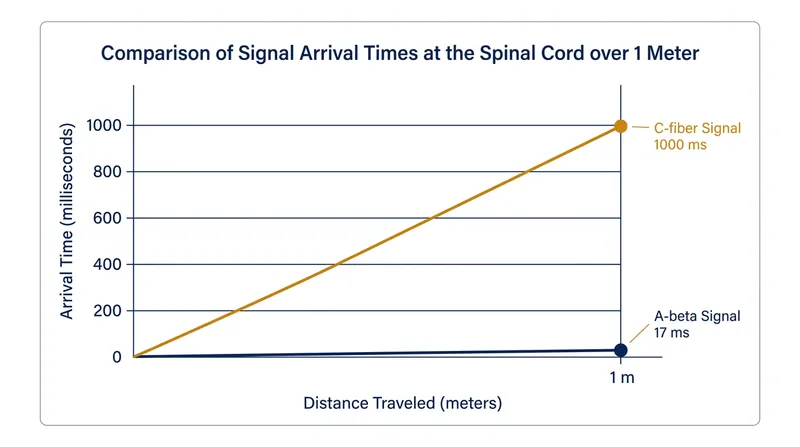 Over a one-meter nerve path, a tactile signal arrives at the spinal cord nearly a full second before a slow pain signal.