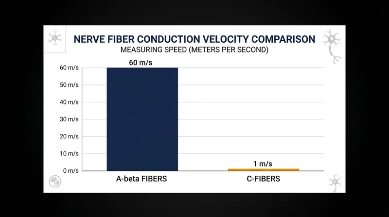 Tactile A-beta fibers conduct signals up to 60 times faster than the C-fibers responsible for dull, aching pain.