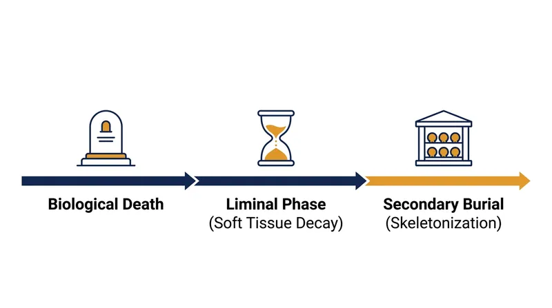 The ritual calendar of secondary burial is governed by the biological timeline of soft tissue decomposition.